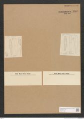 Diatomeae indet. Zeichnungen Sammlung Grunow Nr. 3559 (NHMW-BOT-W0371140)